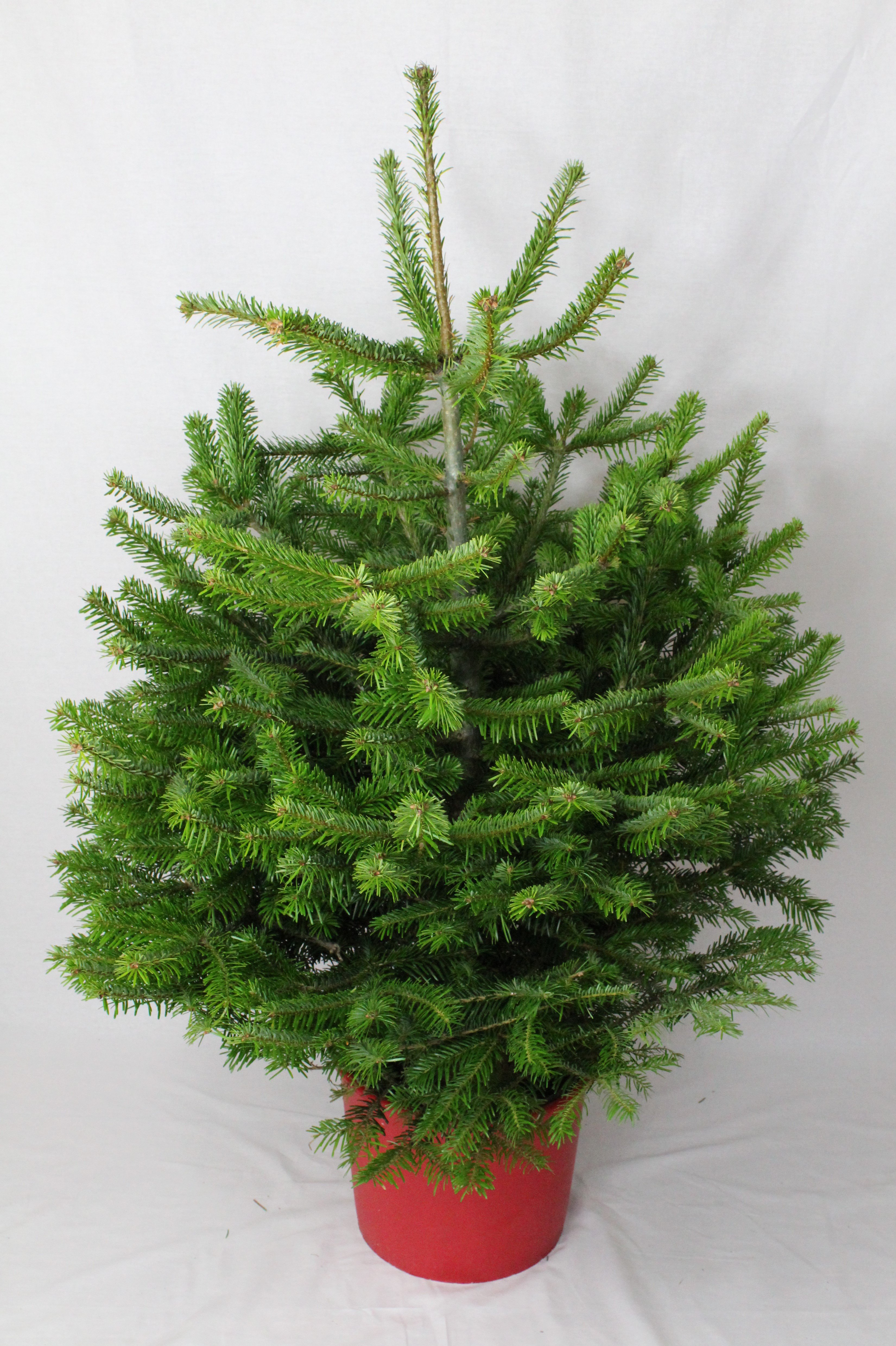 Pot Grown Nordmann Fir Christmas Tree - Bellasize Christmas Trees